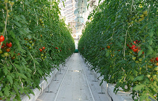 高糖度トマト栽培施設 写真